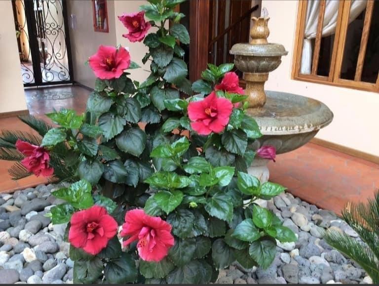 Casa Hibiscus Boutique Hotel Куенка Екстериор снимка